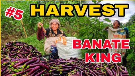 (Open Access) 'Morena' and 'Banate King' : new promising .